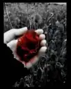 rad rose