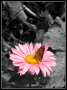 flower pink 