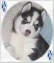 HUsky that is soooo adorable