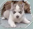 AWWW! CUTE PUPPY