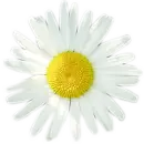 flower2