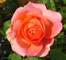 pretty flower