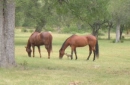 horses with fawn