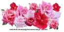 ~Roses~