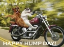 hump day