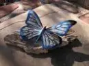 Blue Butterfly