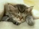 cat sleeping