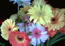 Gerber Daisies 
