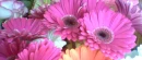 Gerber Daisies