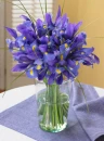 Purple Iris