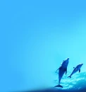 Dolphin Background