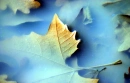 ble feuille
