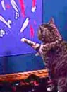 painting cat
