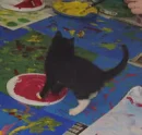 painting cat