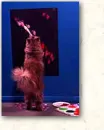 painting cat