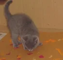 painting cat