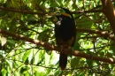 tucano