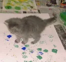 Painting kitten