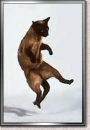 dancing cat
