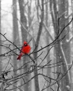 Pajaro
