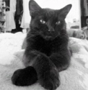 Cattitude!