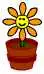 cheery plant