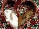 Rabbits in  a Heart 
