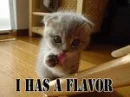 kitten tasting himself