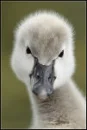 ugly duckling