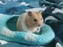 alfie baybee <3