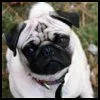 pug avatar