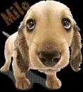 Milo Dog