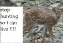 Stop Hunting
