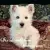 a little cute dog