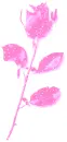 pink rose