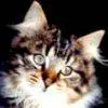 Kitty cat