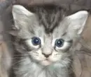 baby kitten