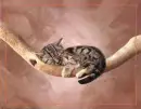 kitten asleep