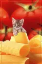 kitten in pasta