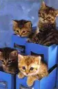 kittens in a box