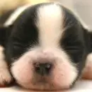 Precious-Puppies