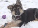 playin in the snow