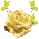 yellow roses & butterflies