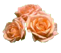 oranger roses