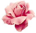 pink rose