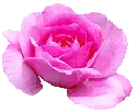 pink rose