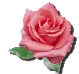 Red Rose