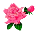 pink rose