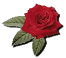 red rose