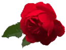 red rose